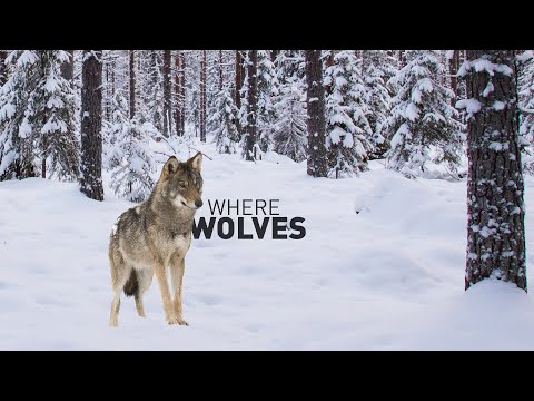 - Where Wolves | Full Measure - via NAMELY LIBERTY
